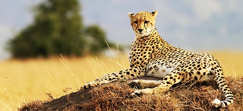 Masai Mara, Naivasha and Nakuru Safari