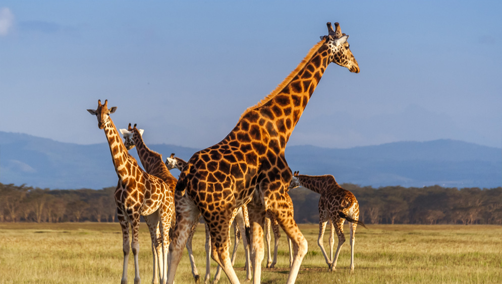 Kenya Safari Tour Picture