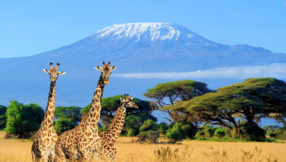 Kilimanjaro One Day Climb Picture