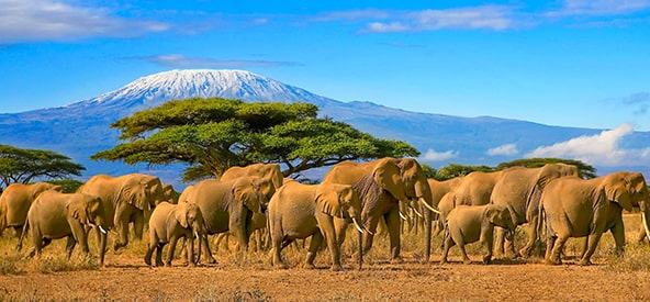 Kilimanjaro, Kenya Picture