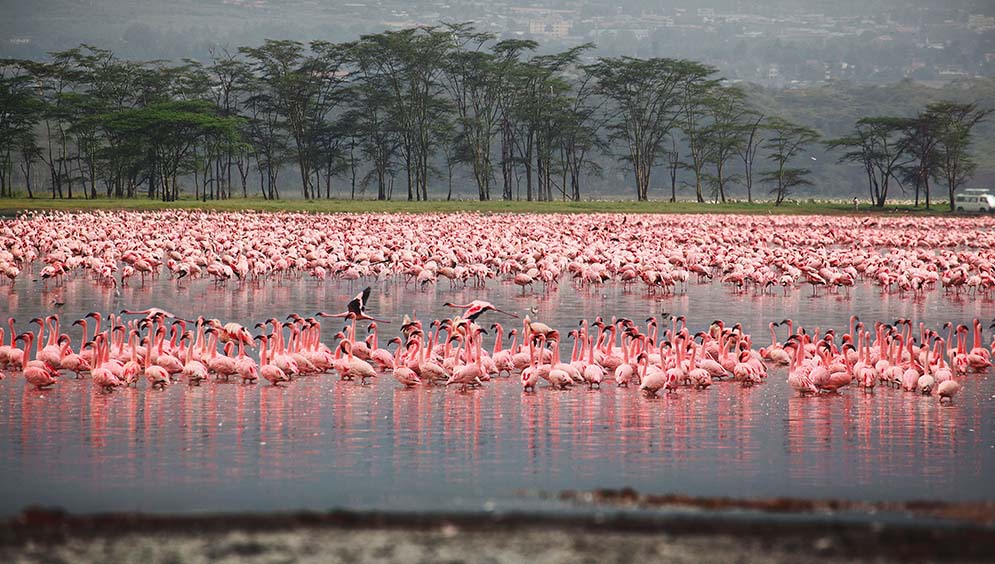 Kenya Lake Nakuru Picture