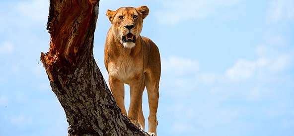 Kenya Safari Picture