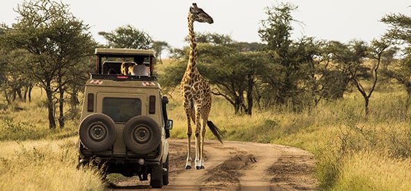 Kenya Safari Picture