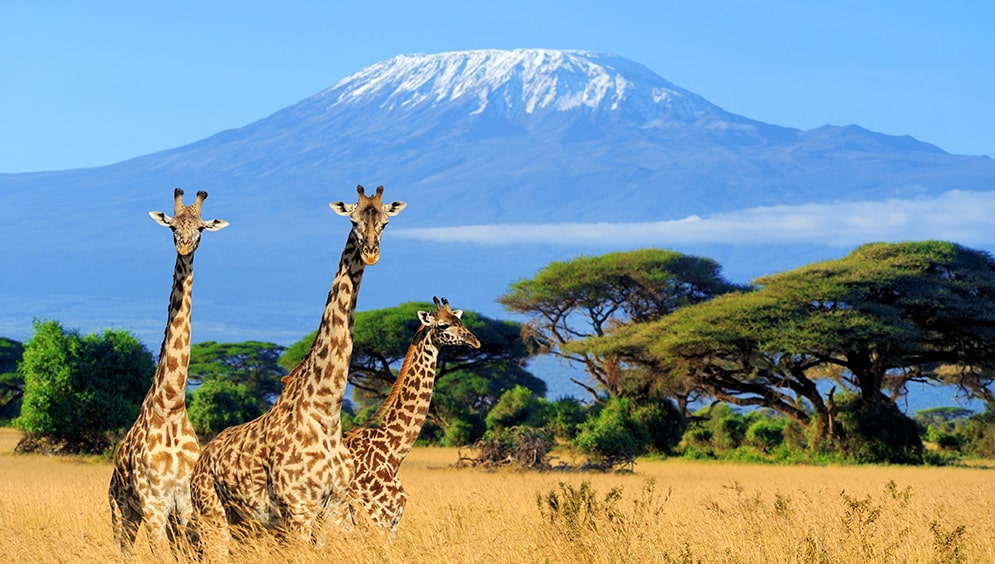 Best of Kenya and Tanzania Picture