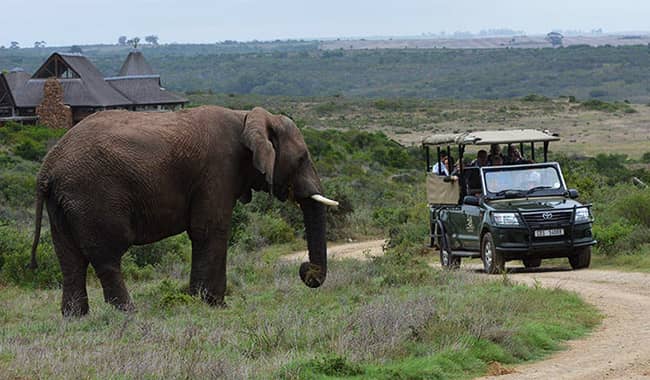 Cape Town and Garden Route Safari Reserve